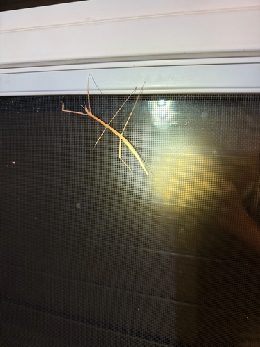 Colorado Short-horn Walkingstick