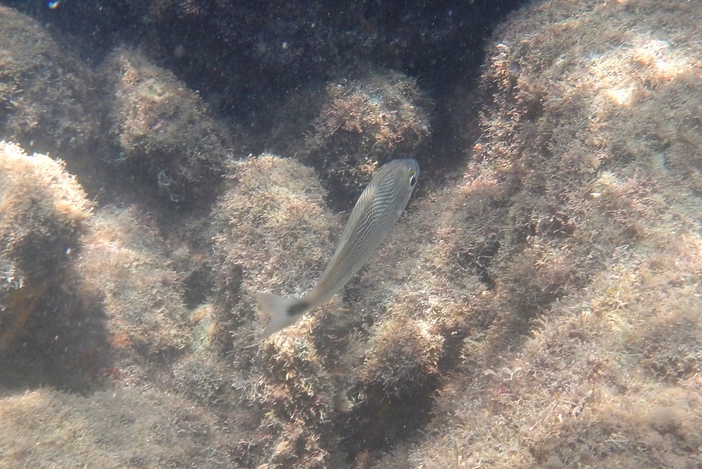 Atlantic Latin Grunt