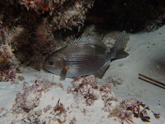 Kyphosus cornelii