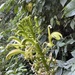 Lobelia cirsiifolia