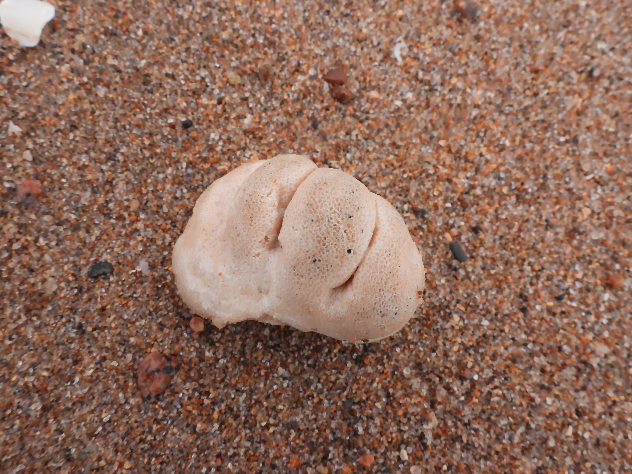 Alcyonium digitatum Linnaeus, 1758
