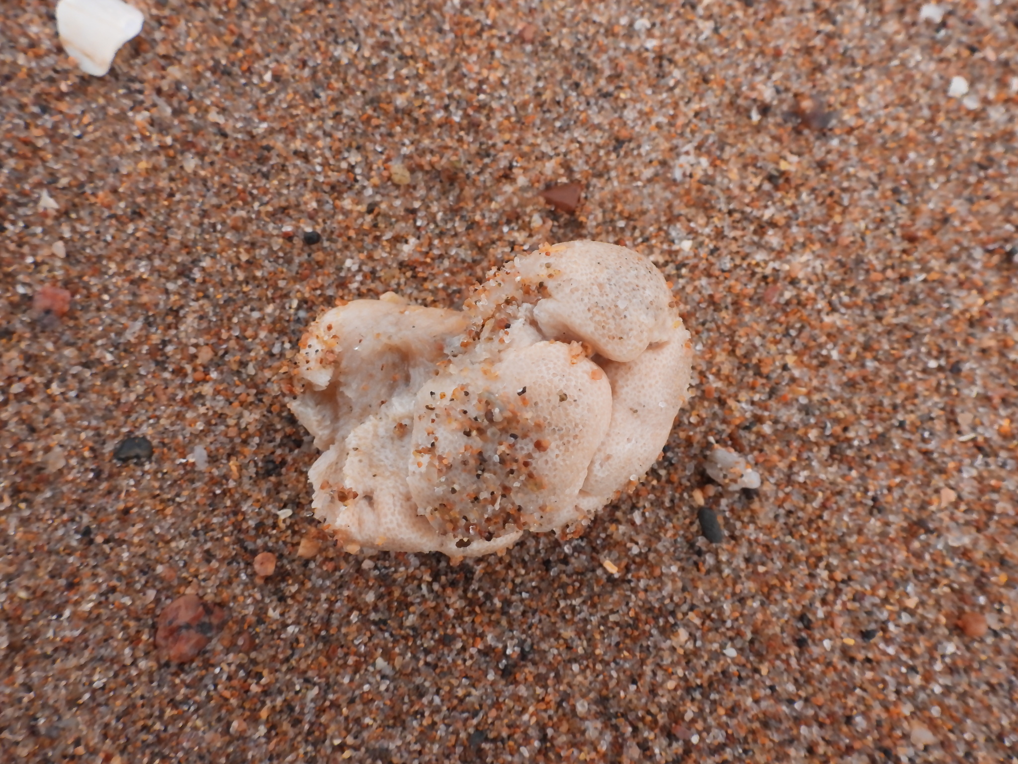 Alcyonium digitatum Linnaeus, 1758