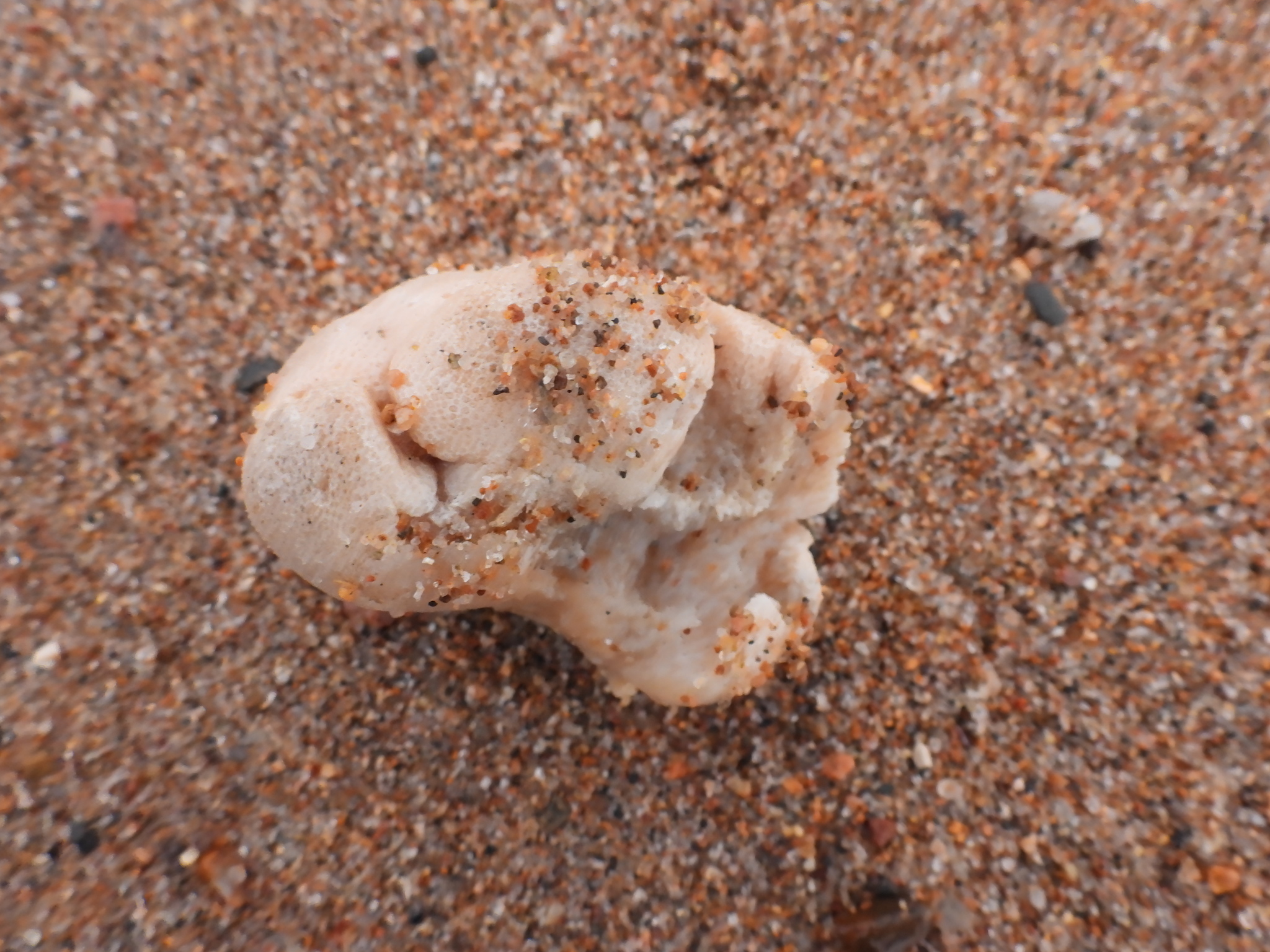 Alcyonium digitatum Linnaeus, 1758