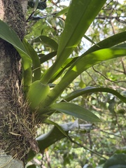 Tall Oncidium (Oncidium altissimum)