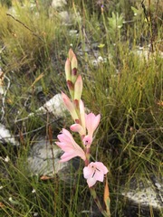 Watsonia schlechteri