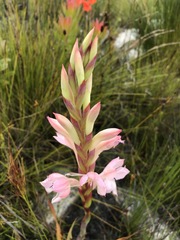 Watsonia schlechteri