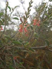 Indigofera oblongifolia