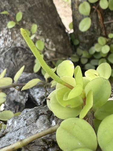 Peperomia trifolia