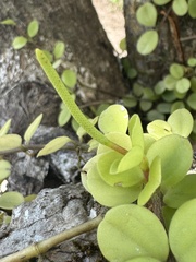 Peperomia trifolia