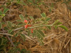 Indigofera oblongifolia