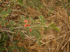 Indigofera oblongifolia