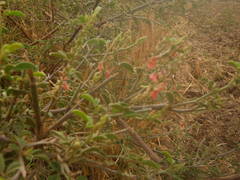Indigofera oblongifolia