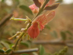 Indigofera oblongifolia