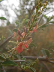 Indigofera oblongifolia