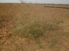 Indigofera oblongifolia