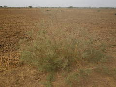 Indigofera oblongifolia
