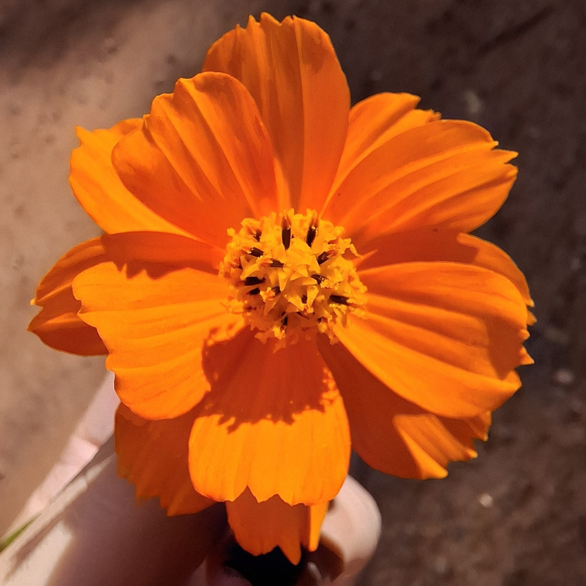 Cosmos sulphureus