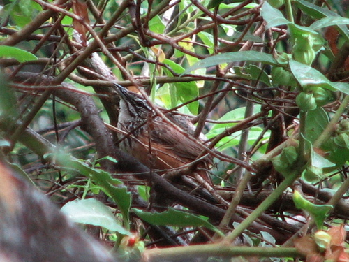 iNaturalist image