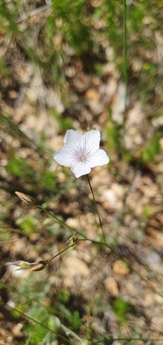 Narrow-leaved Flax (Linum tenuifolium)