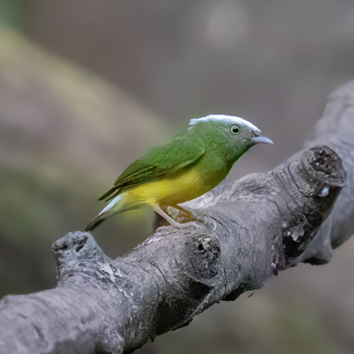 Snow-capped Manakin (Lepidothrix nattereri)