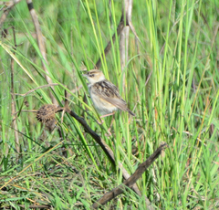 Cisticola brunnescens