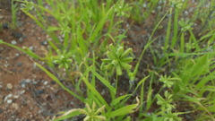 Dactyloctenium radulans