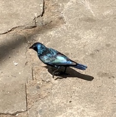 Lamprotornis nitens
