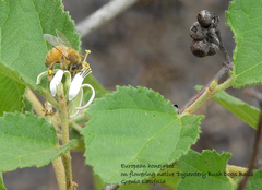 Grewia latifolia
