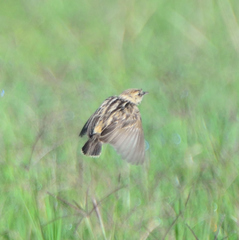 Cisticola brunnescens