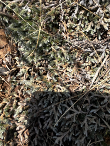 Web stickmoss (Selaginella sellowii)