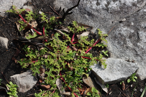 Weedy Sandfig (Cleretum herrei)