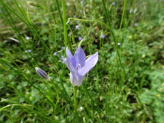 Wahlenbergia queenslandica