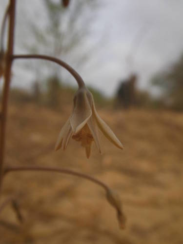 Drimia indica image