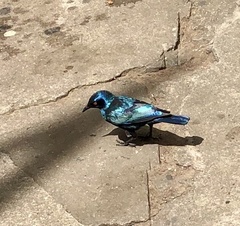 Lamprotornis nitens