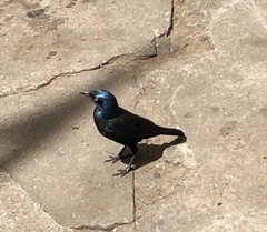 Lamprotornis nitens