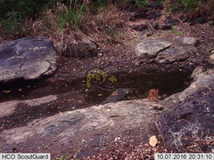 Sylvilagus cunicularius insolitus