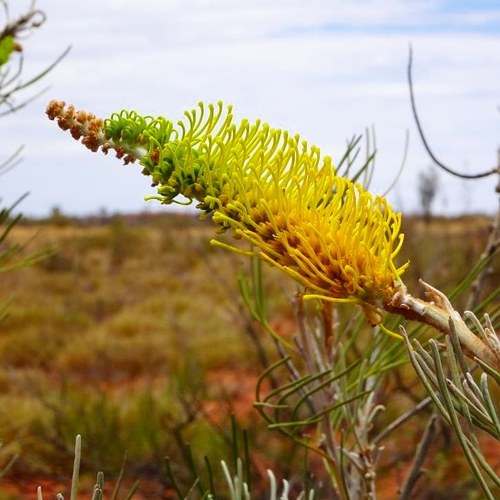 Grevillea eriostachya Lindl.