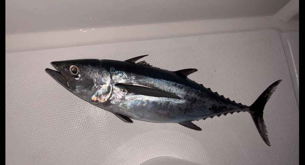 Albacore (Thunnus alalunga) — Scombridae