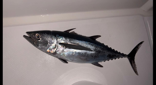 Albacore (Thunnus alalunga) — Scombridae