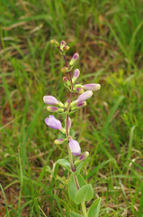 Penstemon grandiflorus