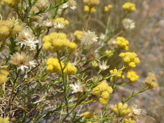 Rhodanthe tietkensii