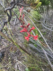 Tritoniopsis pulchra