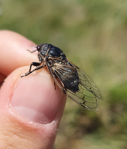 Photo of Black Sorrow Cicada (Cicadatra atra)