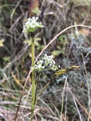 Kadenia dubia