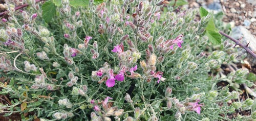 Teucrium marum (Teucrium marum)