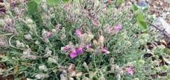 Teucrium marum