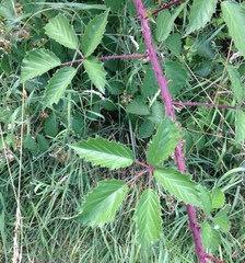 Rubus echinatus