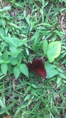 Typhonium roxburghii