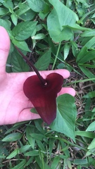 Typhonium roxburghii