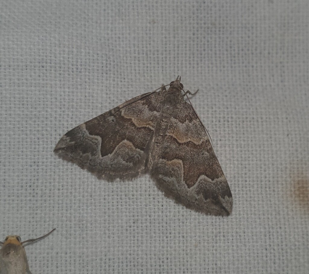 Scotopteryx obvallaria